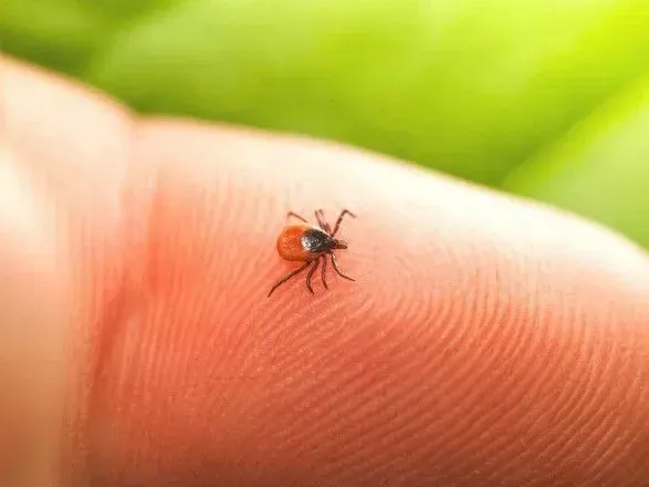 in-just-one-week-6-cases-of-lyme-disease-were-recorded-in-zaporizhzhia