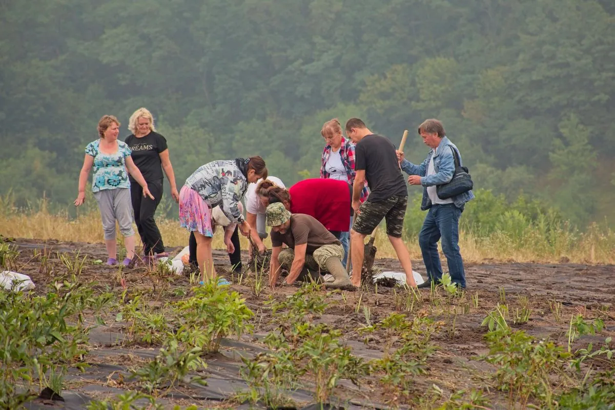 the-largest-planting-of-peonies-took-place-in-cherkasy-region