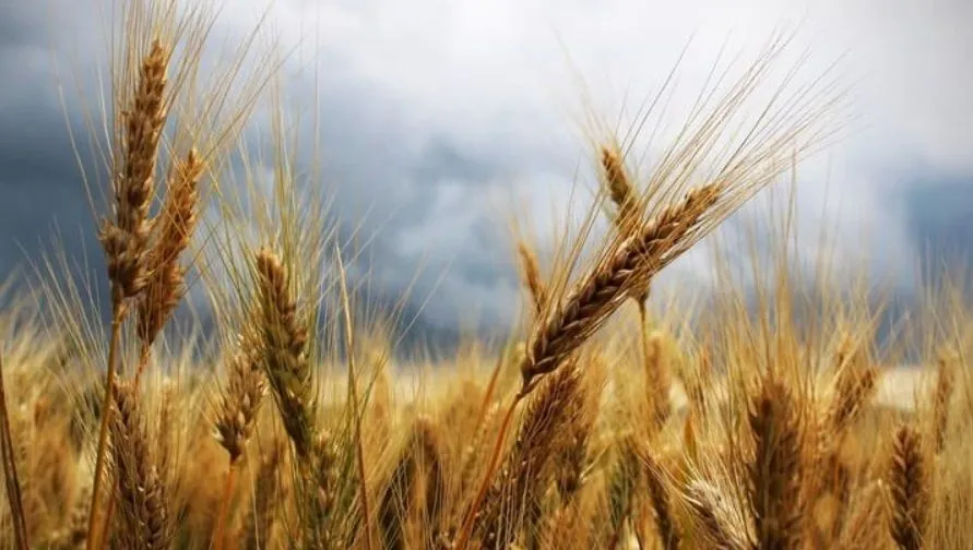 france-faces-the-worst-wheat-harvest-in-40-years