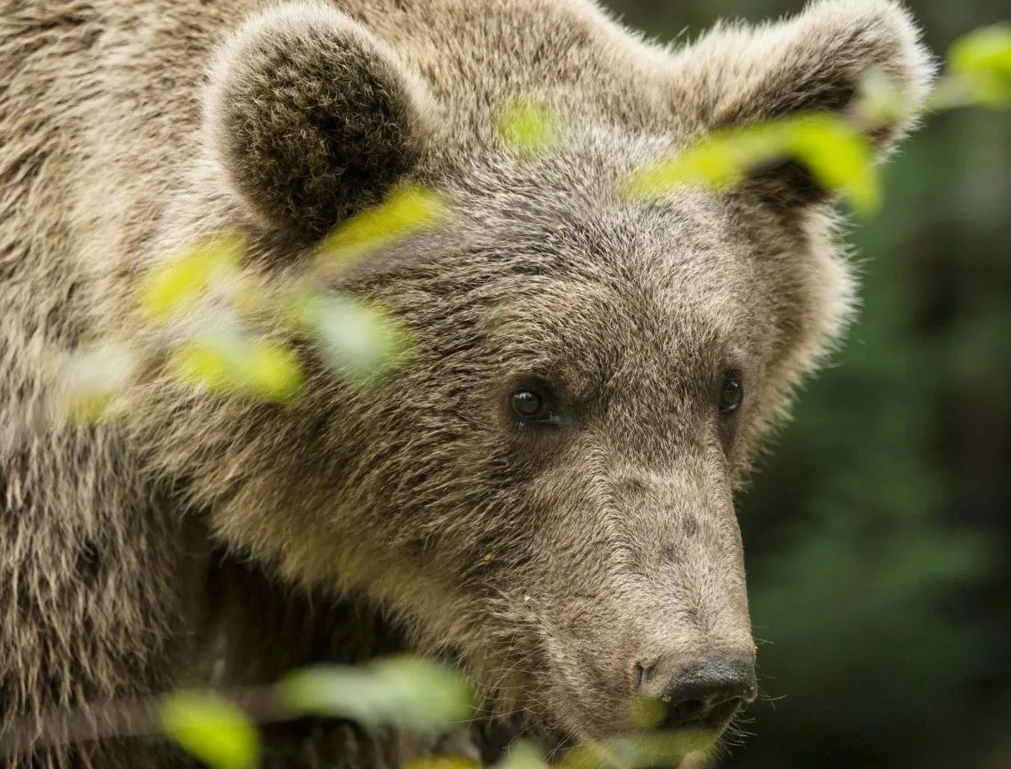 Border guards' video camera captures a clubfooted "trespasser" in the mountains