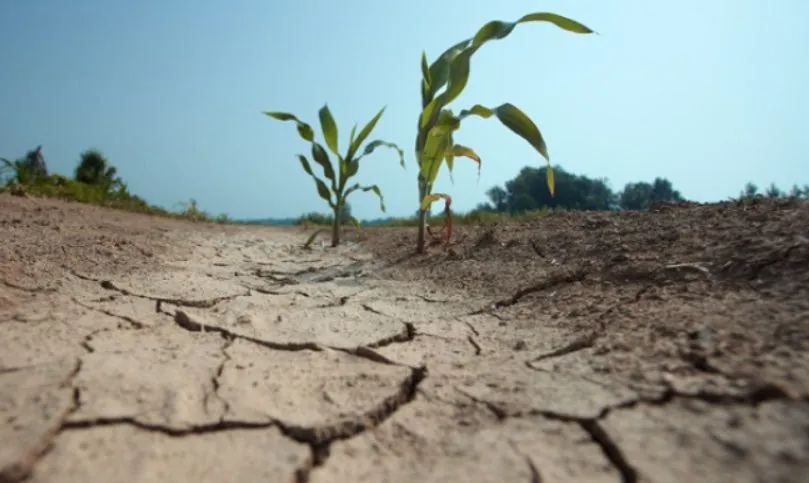 Drought threatens oilseeds in Romania and Moldova