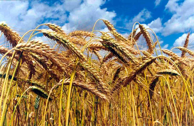 ukraine-is-actively-increasing-grain-exports-this-year-reuters