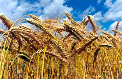 Ukraine is actively increasing grain exports this year - Reuters