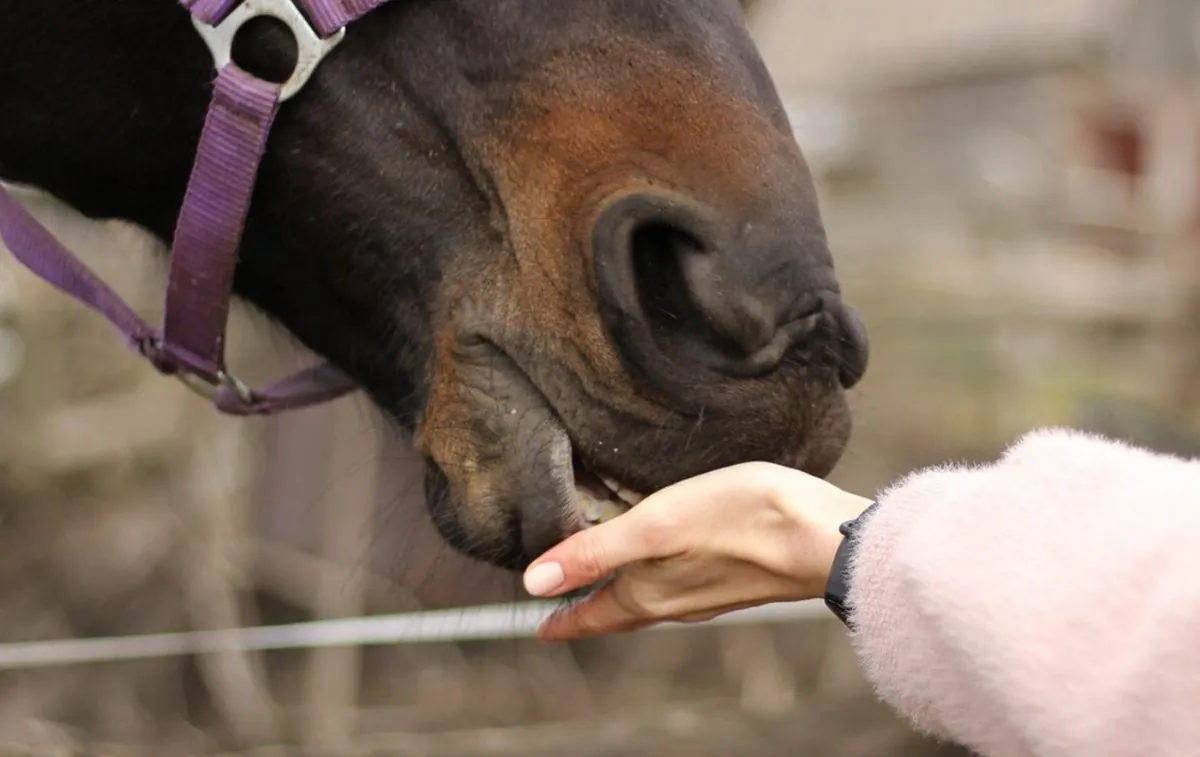 scientists-believe-that-horses-can-plan-ahead-and-think-strategically