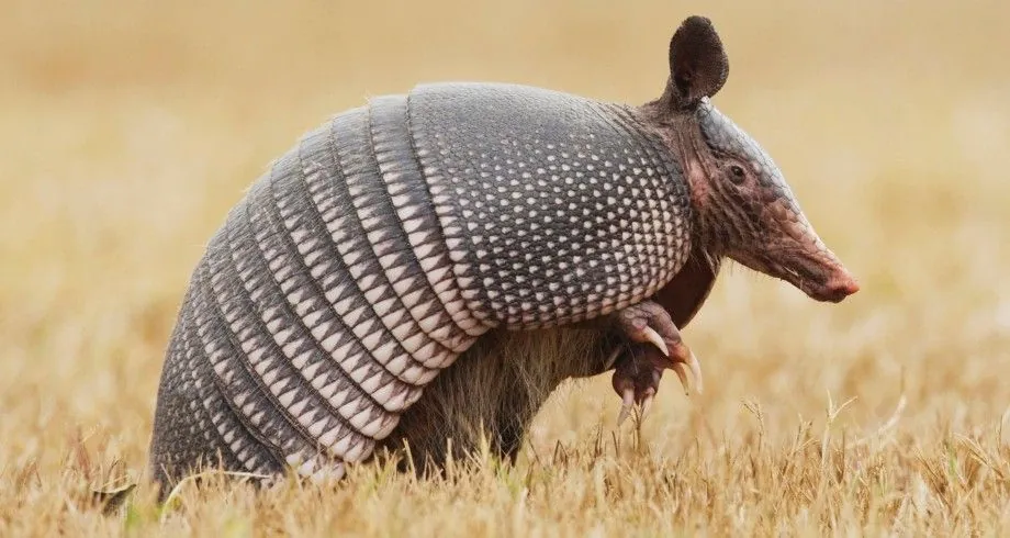 august-13-international-armadillo-day-world-left-handedness-day