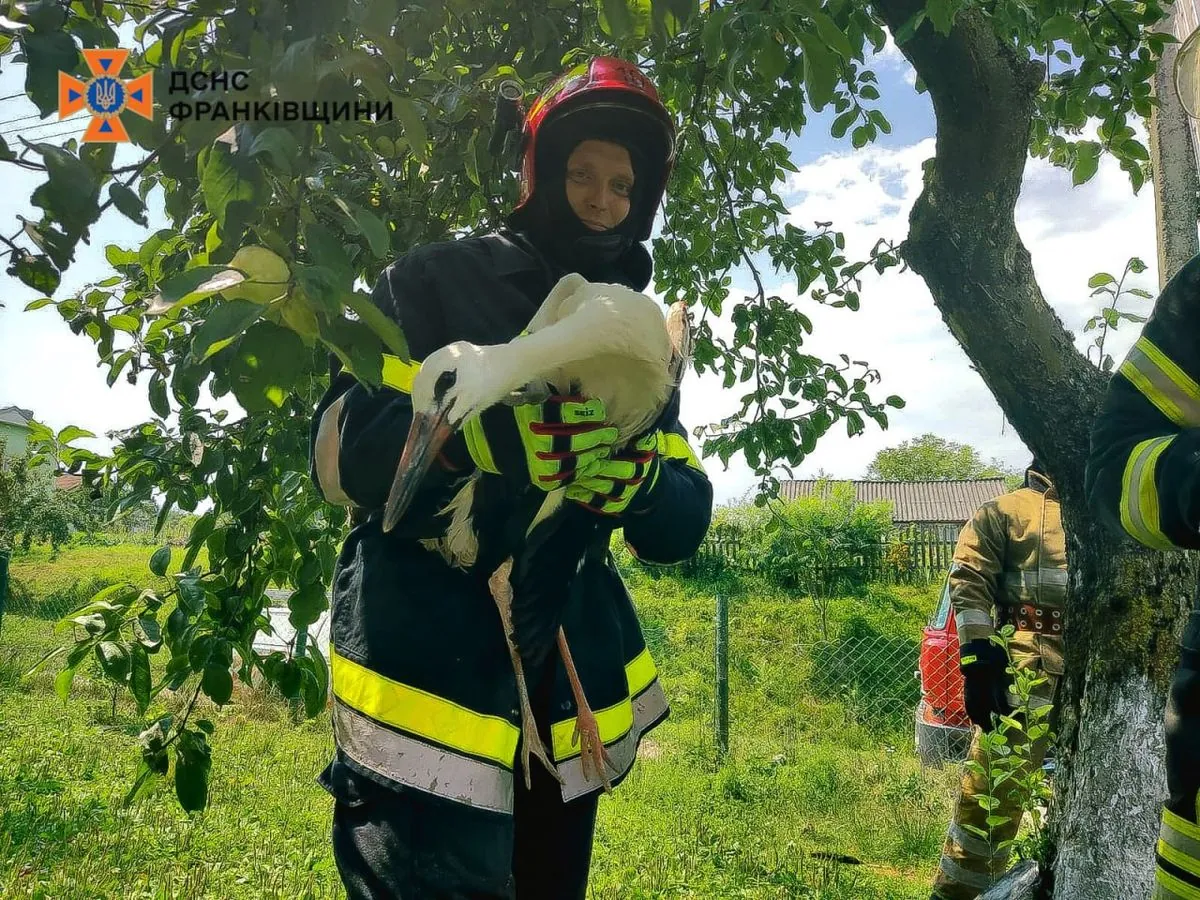 A stork fledgling caught in a de-energized power line is rescued in Ivano-Frankivsk region