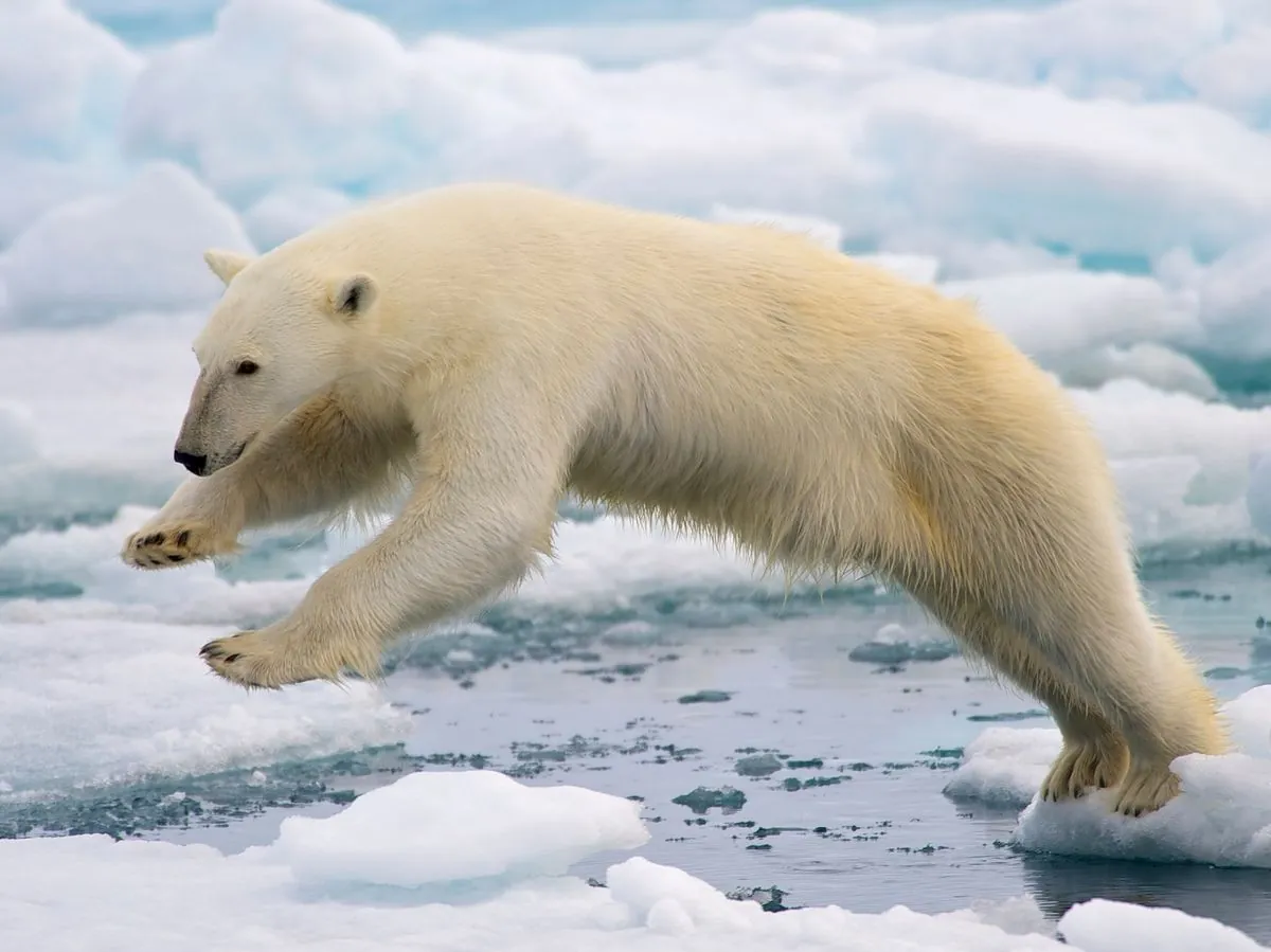 Two polar bears kill a worker at an Arctic station in Canada