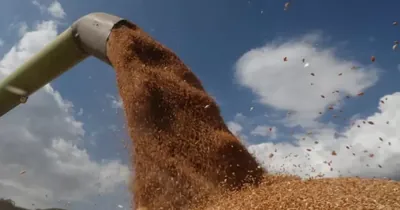 Occupants removed half a million tons of Ukrainian grain from the occupied part of Zaporizhzhia - Fedorov