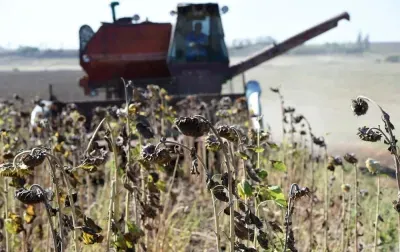 The expert told how the agricultural sector is fighting against the staff shortage