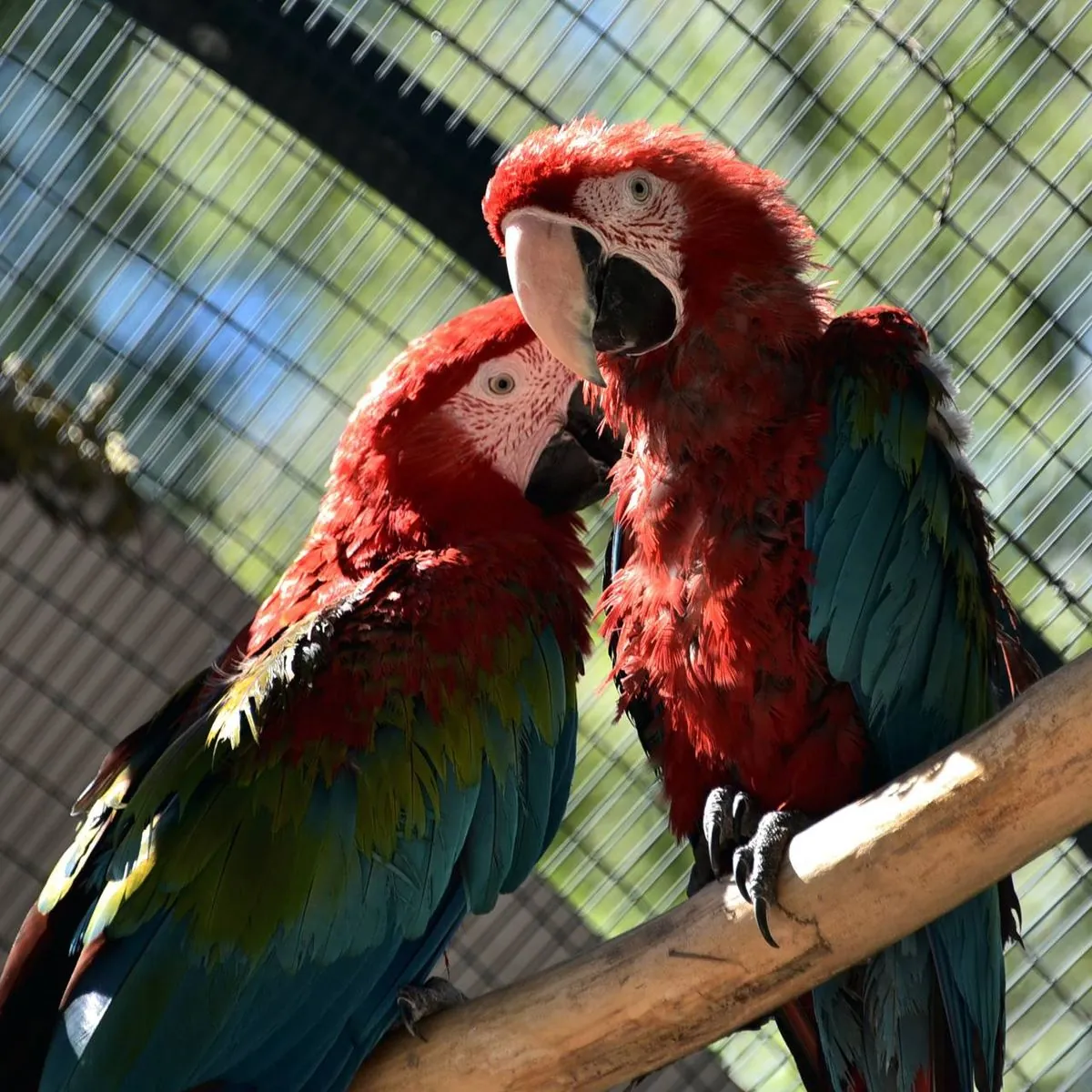 Kyiv Zoo opens two new aviaries for ara parrots