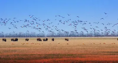 Director of Askania-Nova denies information about the destruction of the reserve