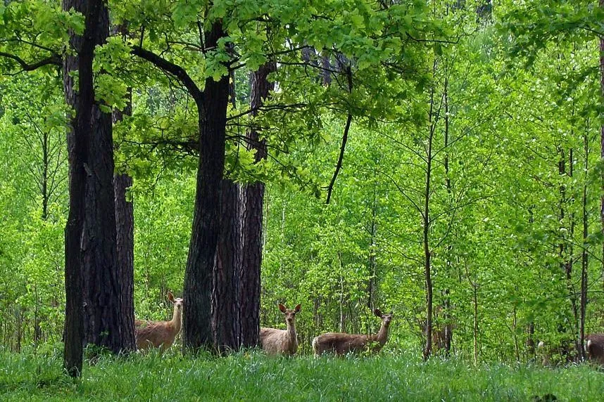 Protected lands of Tsumanska Pushcha worth UAH 330 million returned to state ownership