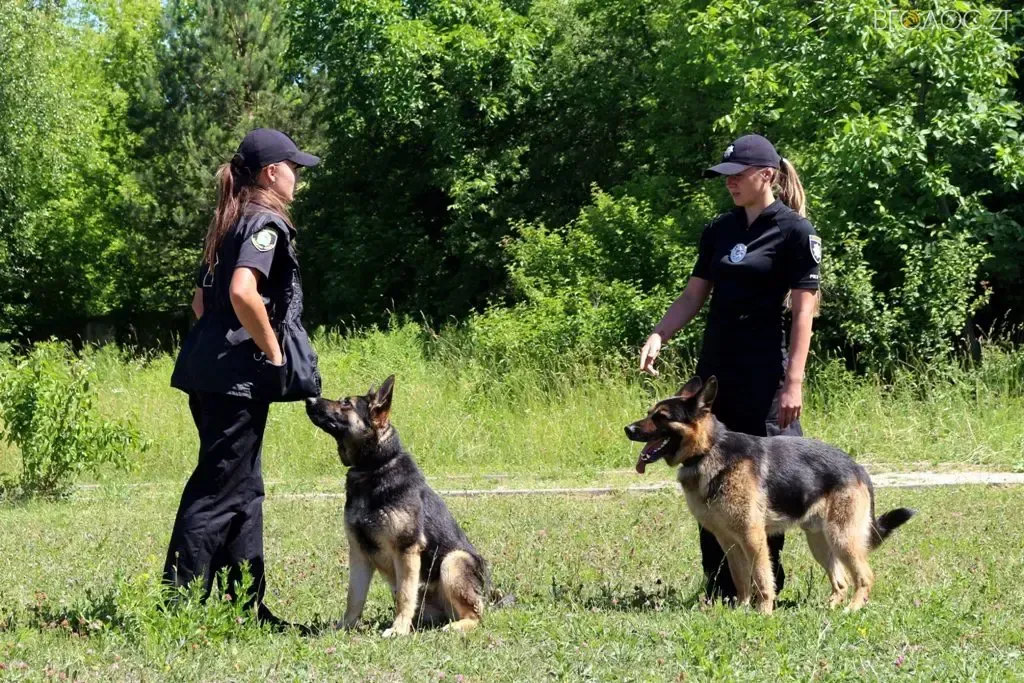 Women dog handlers to demine fields in Kharkiv region after training in Cambodia