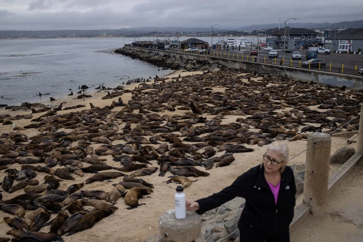 Hundreds of sea lions flood beach in California