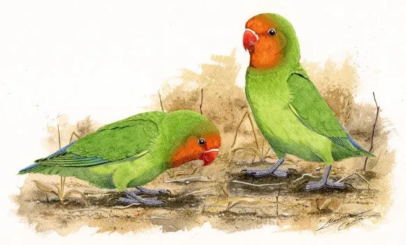 new-species-of-lovebirds-discovered-in-the-cradle-of-mankind