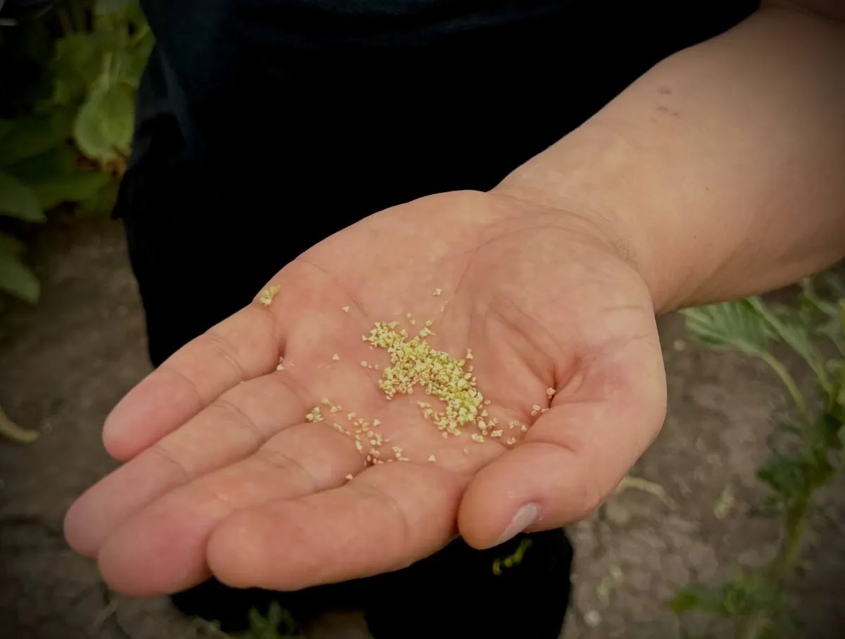 popcorn-for-bulgaria-amaranth-for-nestle-and-an-experimental-field-with-rice-what-farmers-in-odesa-region-grow