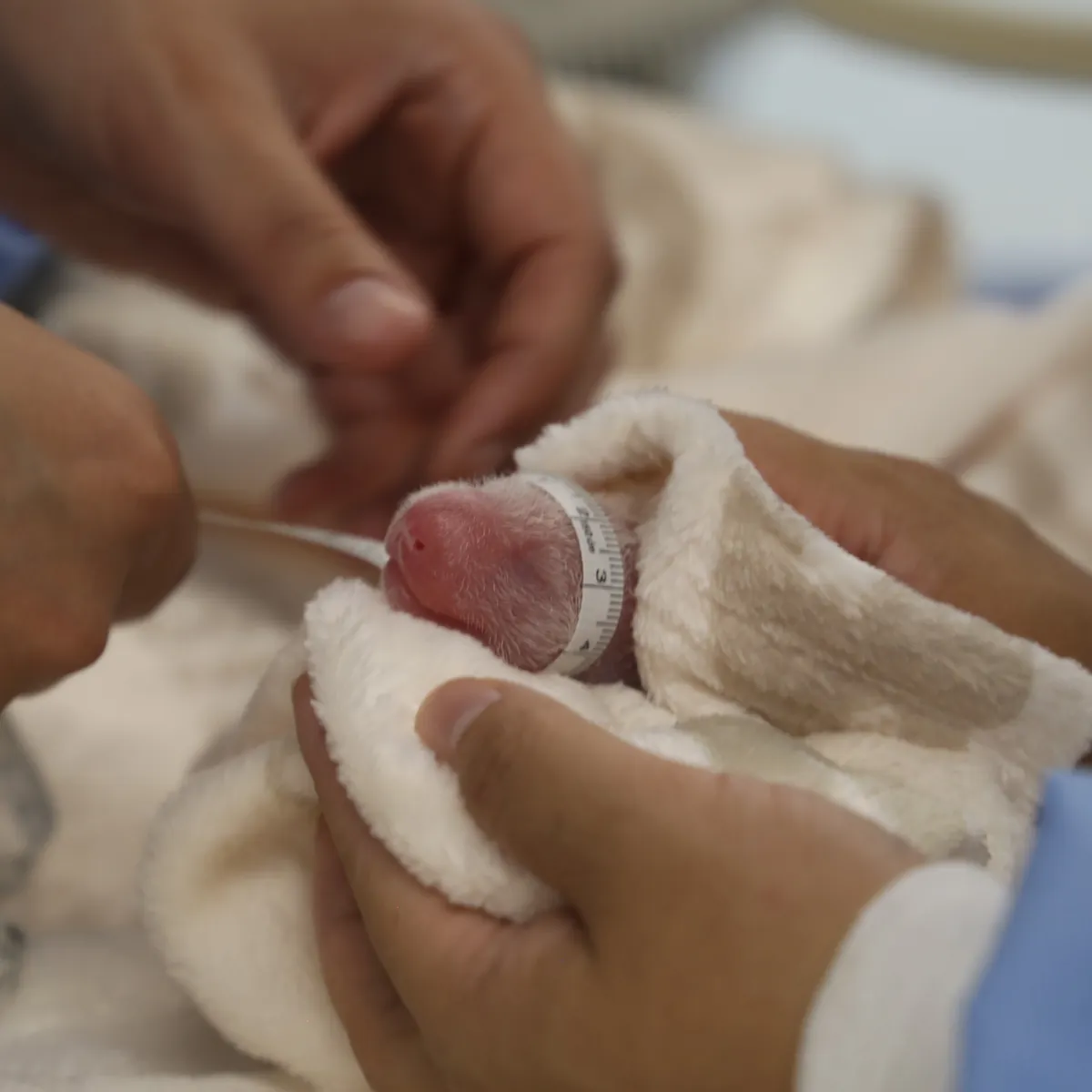 two-great-panda-cubs-born-in-berlin-zoo