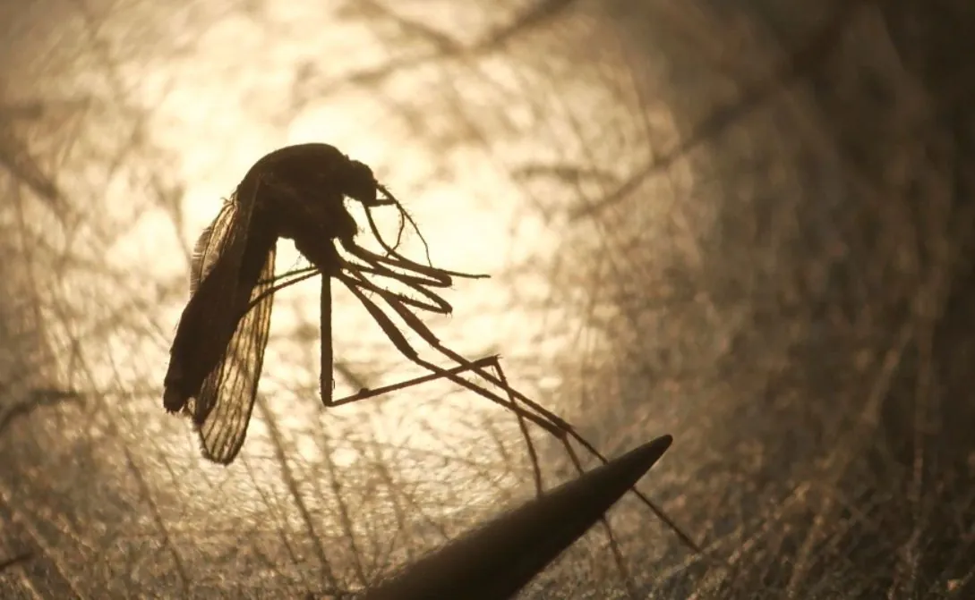 new-hampshire-man-dies-of-mosquito-borne-disease