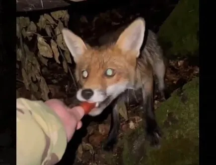 “Attention, thieves on the border": border guards showed a video of feeding a fox sausages