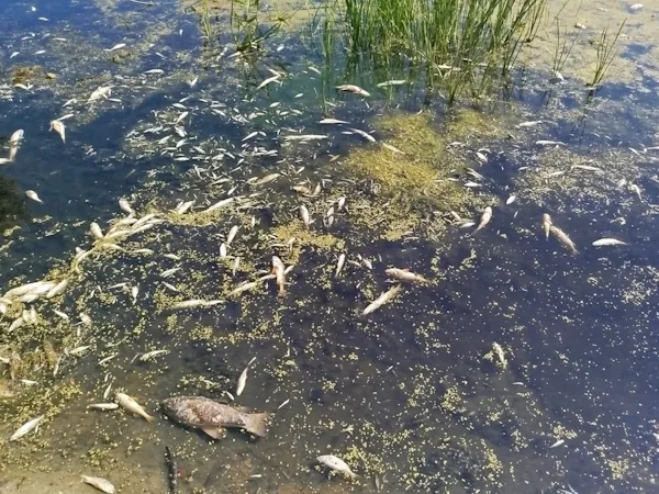 Russians poisoned the Seim River, which flows into the Desna - State Fisheries Agency