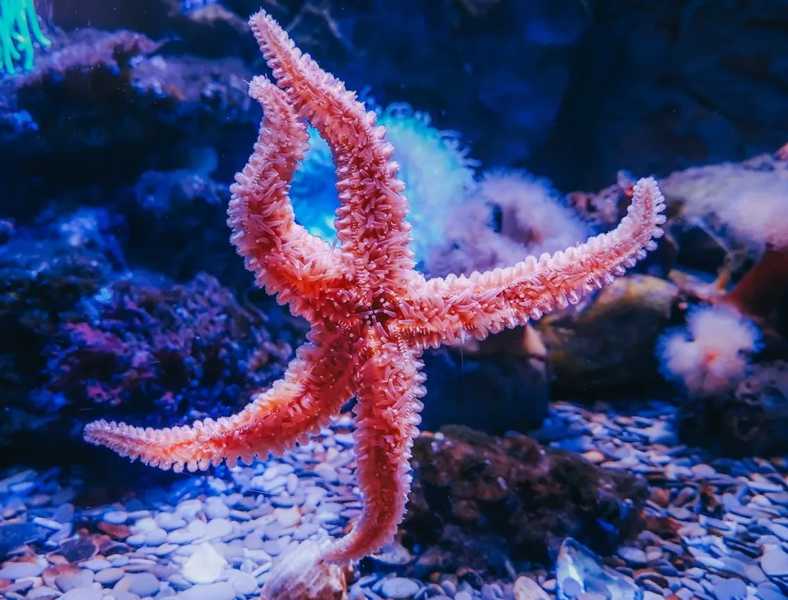 Scientists find out why starfish shed body parts