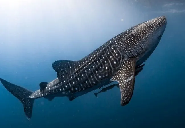 August 30: International Whale Shark Day, Birthday of the vacuum cleaner