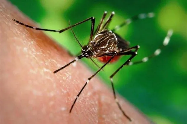 west-nile-fever-an-infectious-disease-doctor-tells-about-symptoms-and-how-to-protect-yourself-from-the-disease