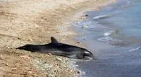 Thousands of dolphins died in the Black Sea as a result of Russia's actions - Pletenchuk