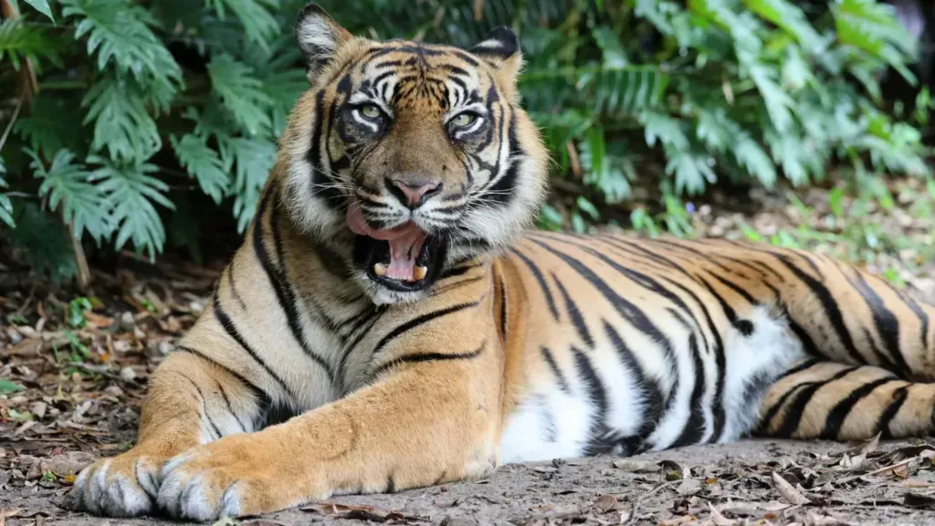 A tiger attacks a trainer in a theme park in Australia