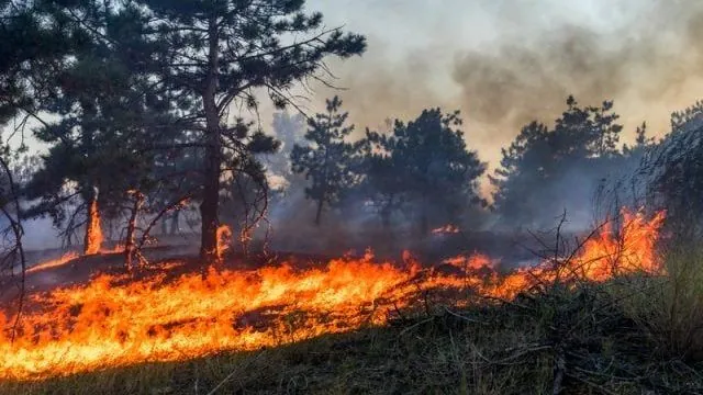 20-hectares-of-forest-litter-are-burning-in-the-chornobyl-zone-kyiv-rma-assures-that-radiation-background-is-within-normal-limits