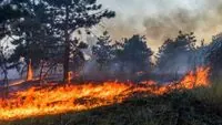 В Чернобыльской зоне горит 20 га лесной подстилки. В Киевской ОГА уверяют - радиационный фон в пределах нормы