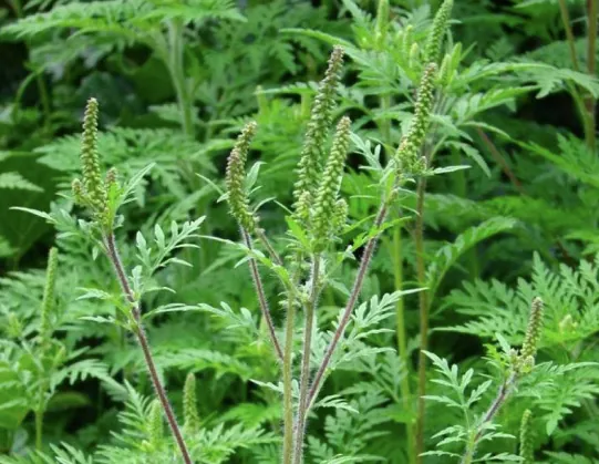 Quarantine in the capital due to ragweed: why the plant is dangerous