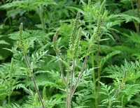 Quarantine in the capital due to ragweed: why the plant is dangerous