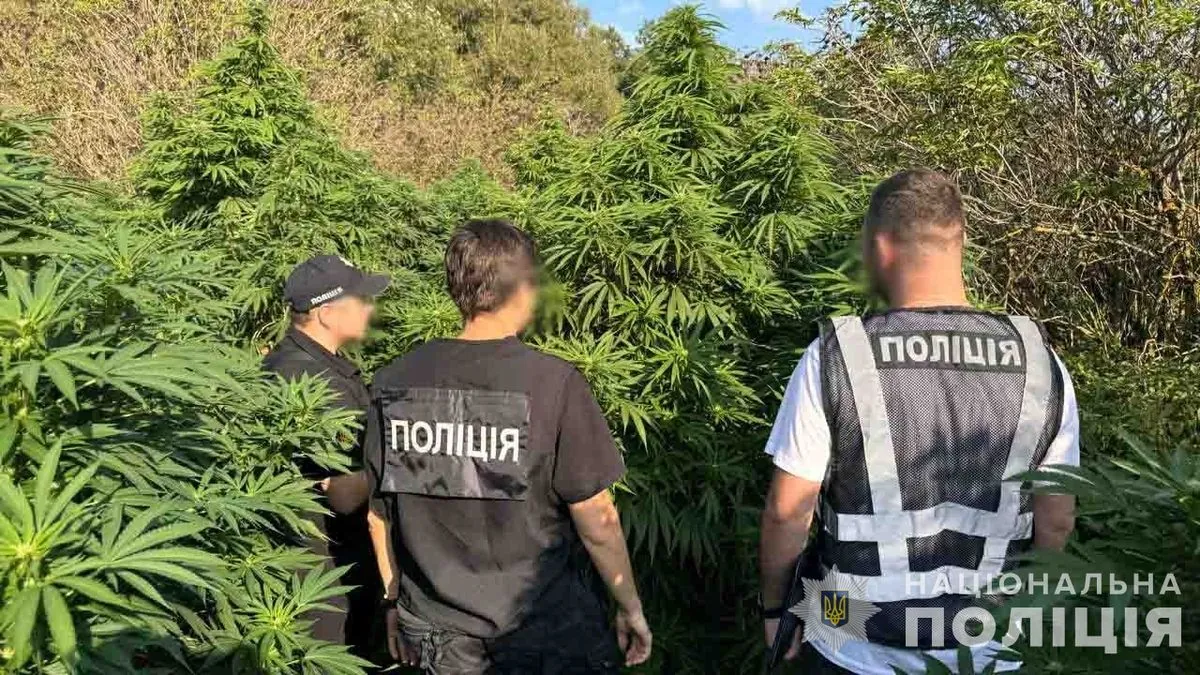 Cannabis worth UAH 2 million sold monthly: criminal organization of drug traffickers dismantled in Lviv region