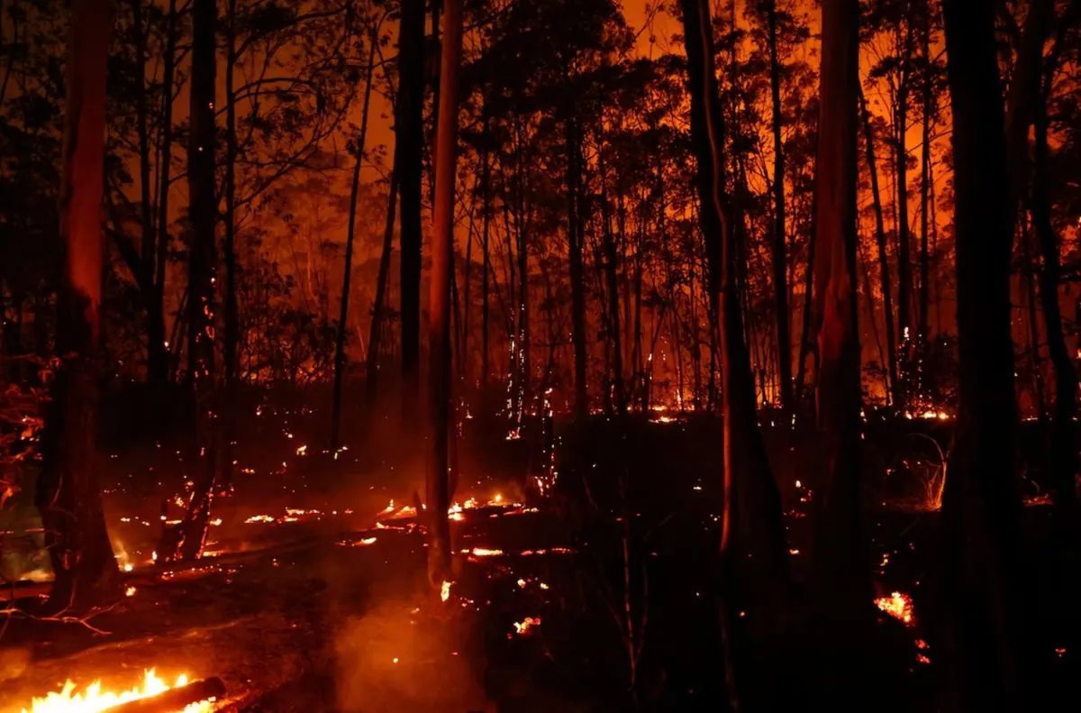 Fire destroys 20% of forest in Brazil, arson suspected