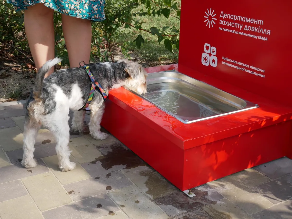 Rescue from the heat: watering troughs for animals set up in Kyiv parks and squares