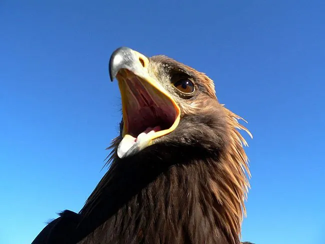 An eagle attacks a child on a farm in Norway