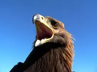 An eagle attacks a child on a farm in Norway