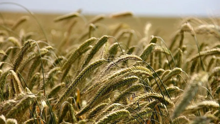 Harvesting has been completed on an area of 6.526 million hectares - Minagro