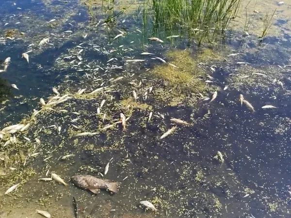 Pollution of the Sejm River is caused by the discharge of wastewater from a sugar plant in Tiotkino in Russia