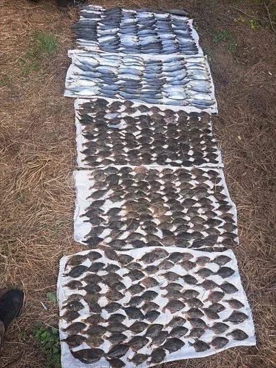 Another case of poaching in the National Park “Tuzloa Limans”: the damage amounts to about 15 million UAH