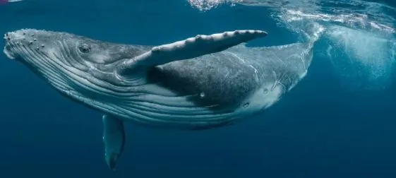 Ukrainian polar explorers record humpback whale hunting with bubble net