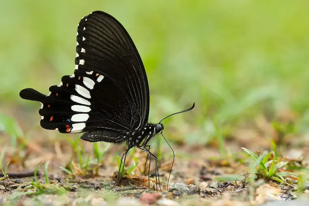 Butterfly thieves fined 200 thousand dollars in Sri Lanka