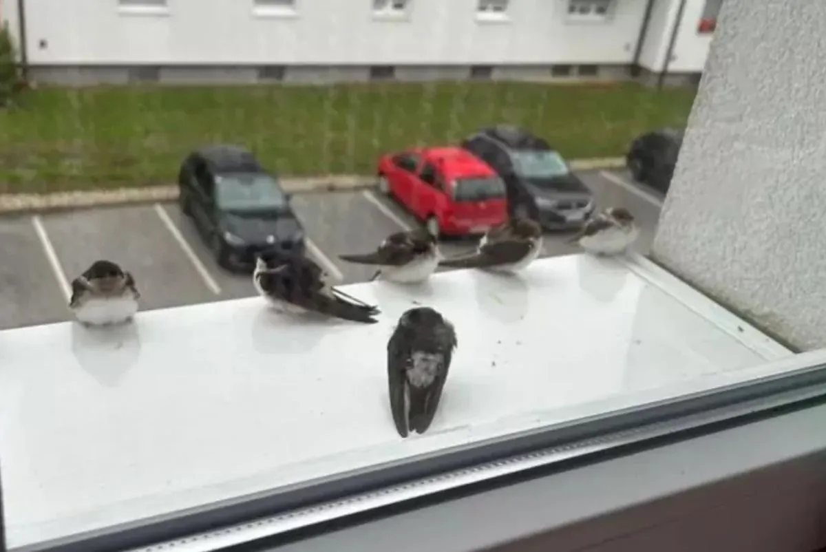 Thousands of swallows die in Austria due to incessant rains