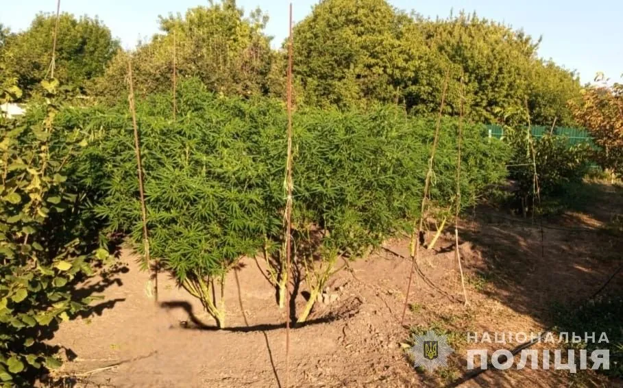 hemp-worth-uah-25-million-seized-from-drug-dealer-in-dnipro-region