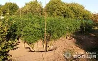 Hemp worth UAH 25 million seized from drug dealer in Dnipro region