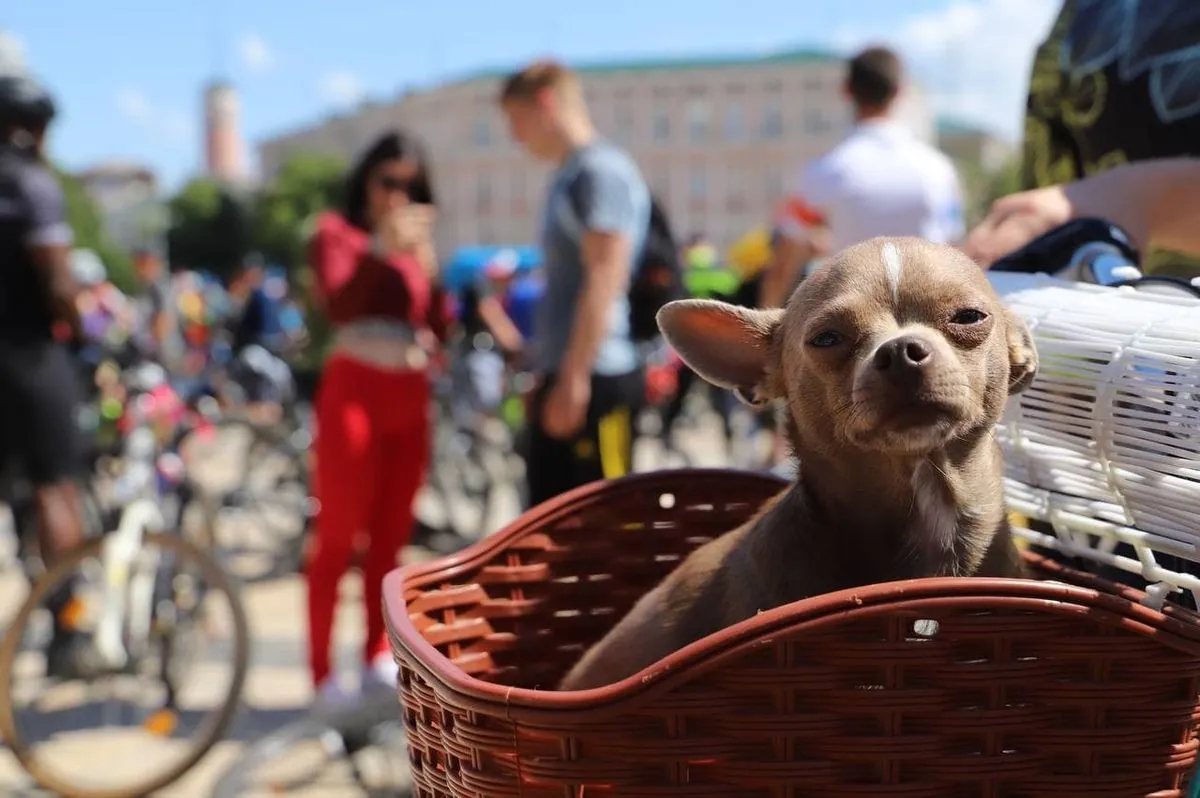 As warm as in early August: autumn in Kyiv has set a new record