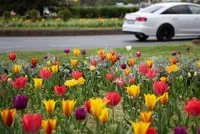 Director of a Kyiv company suspected of overpaying UAH 230 thousand for tulips for flower beds in Pechersk