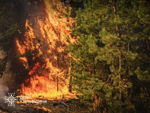 На Харківщині евакуювали 250 людей через масштабні лісові пожежі - ОВА