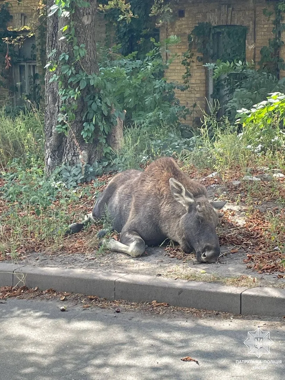 a-moose-was-found-wandering-the-streets-of-kyiv-it-was-returned-to-the-wild